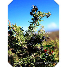 Chinese Herb Medecine black Goji Berry ,black Wolfberry Fruit extract